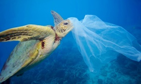 Greenpeace against disposable plastic